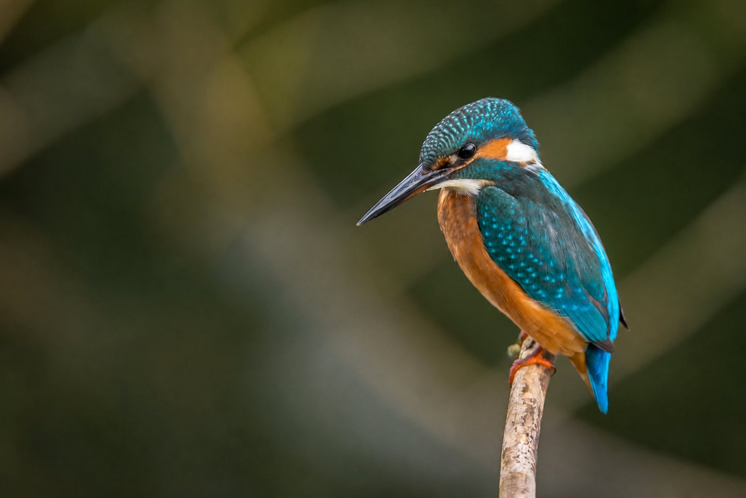 A kingfisher on a perch.