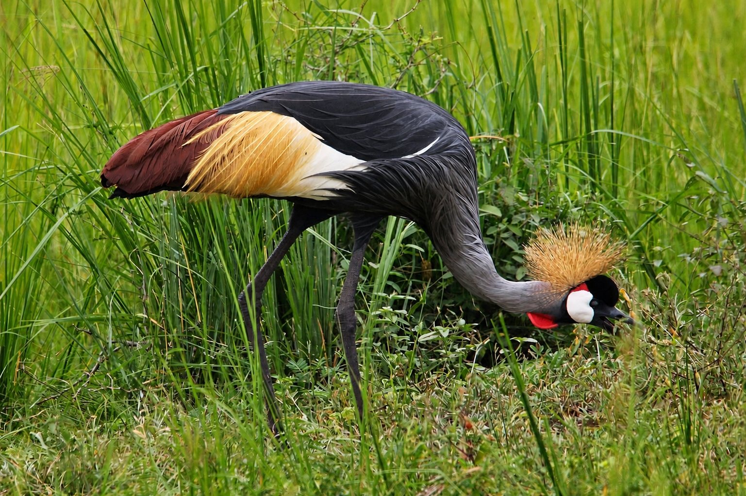 Uganda Birding Safari