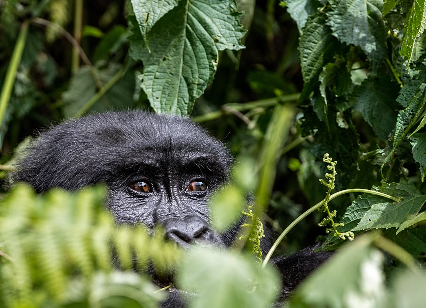 Gorilla Trekking tours in Uganda
