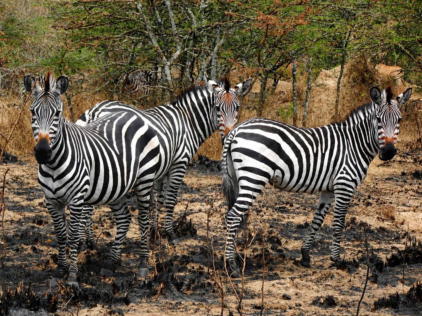 Lake Mburo Wildlife Getaway