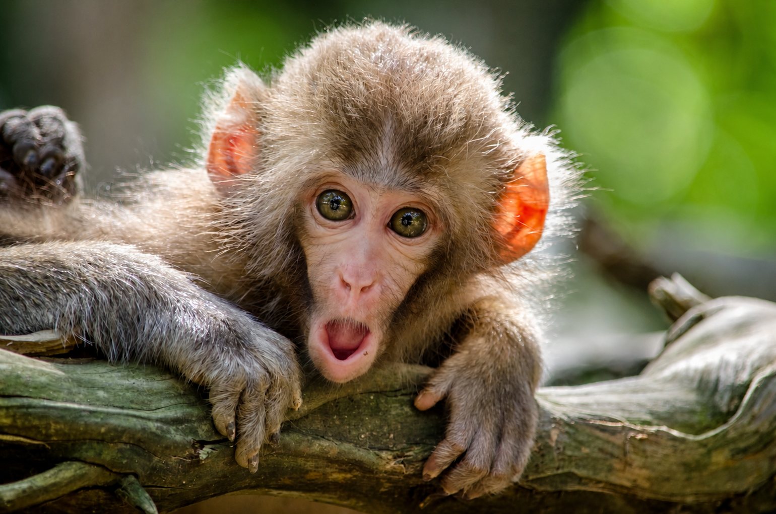 A young monkey on a branch.