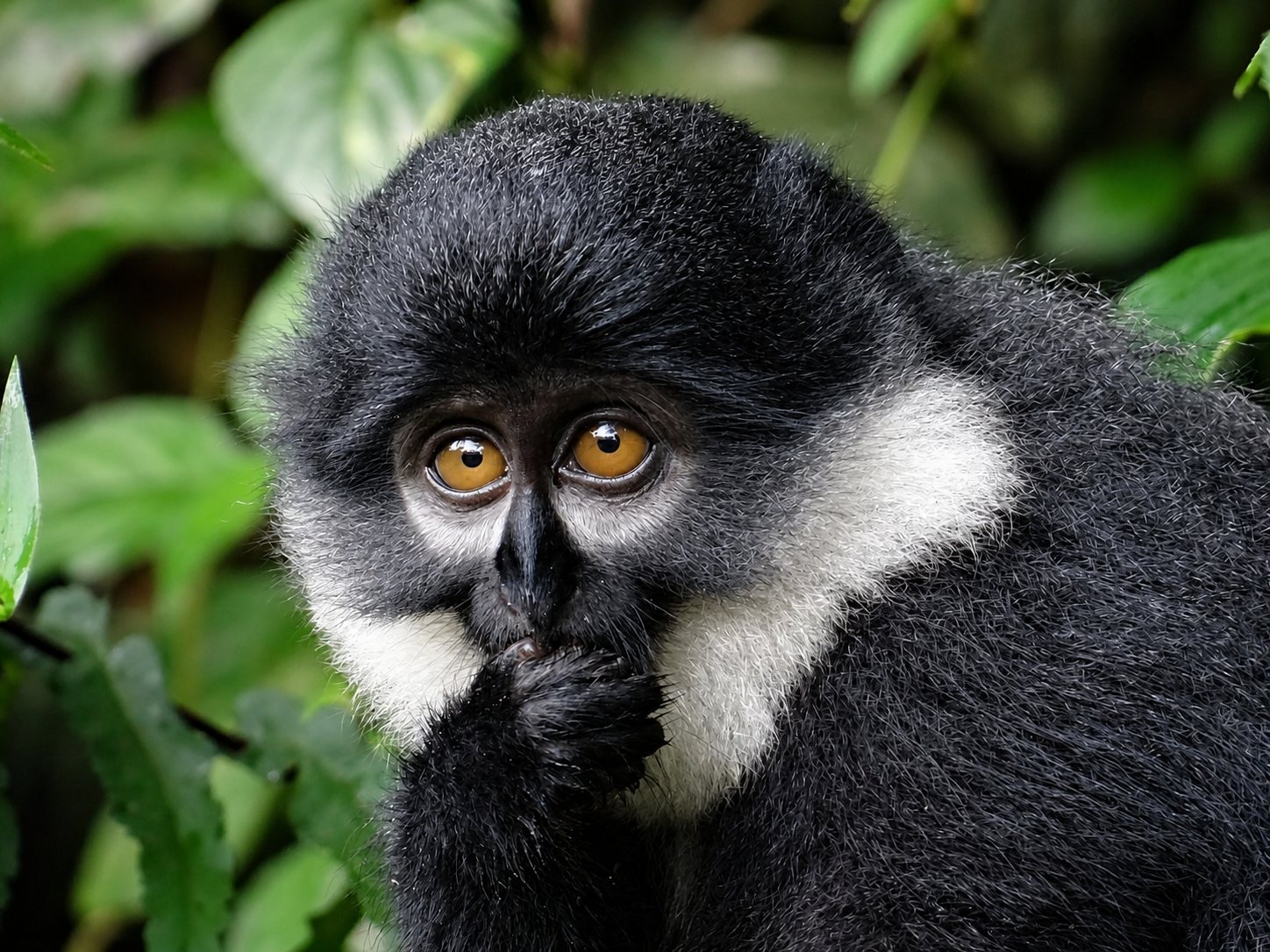 Primates & Big Game Safari