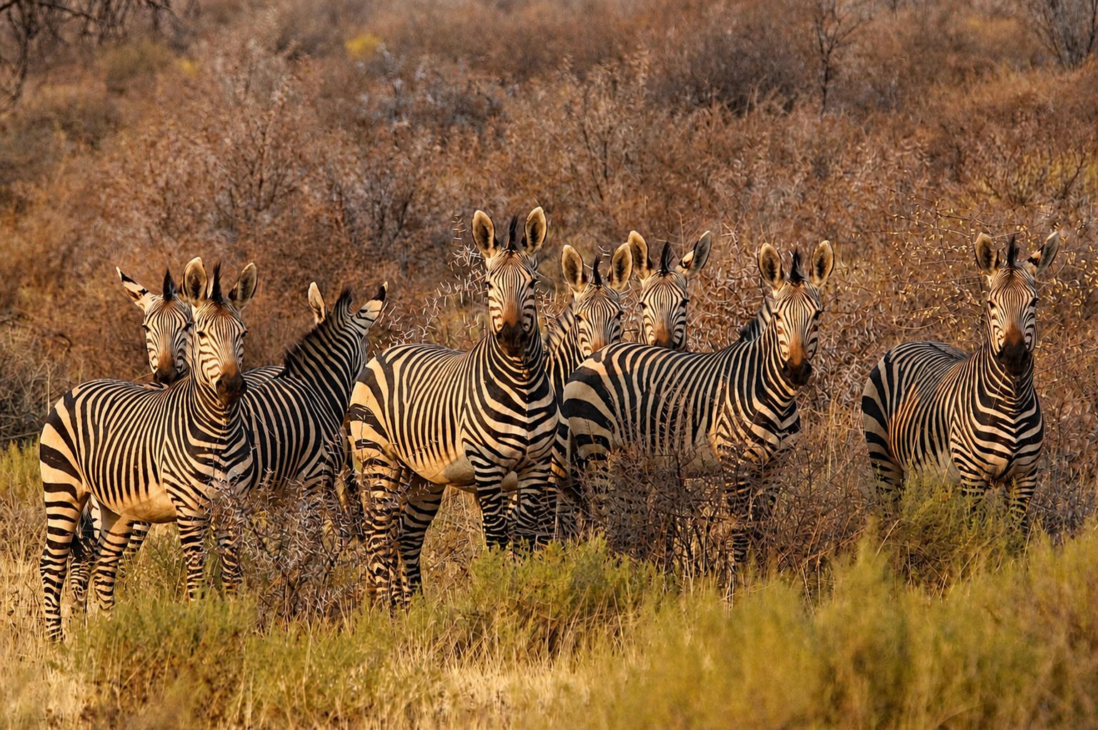 Uganda Wildlife Highlights