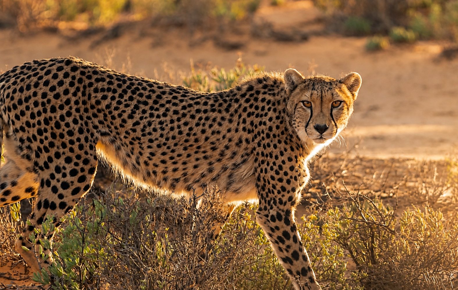 Wildlife Safaris in Uganda